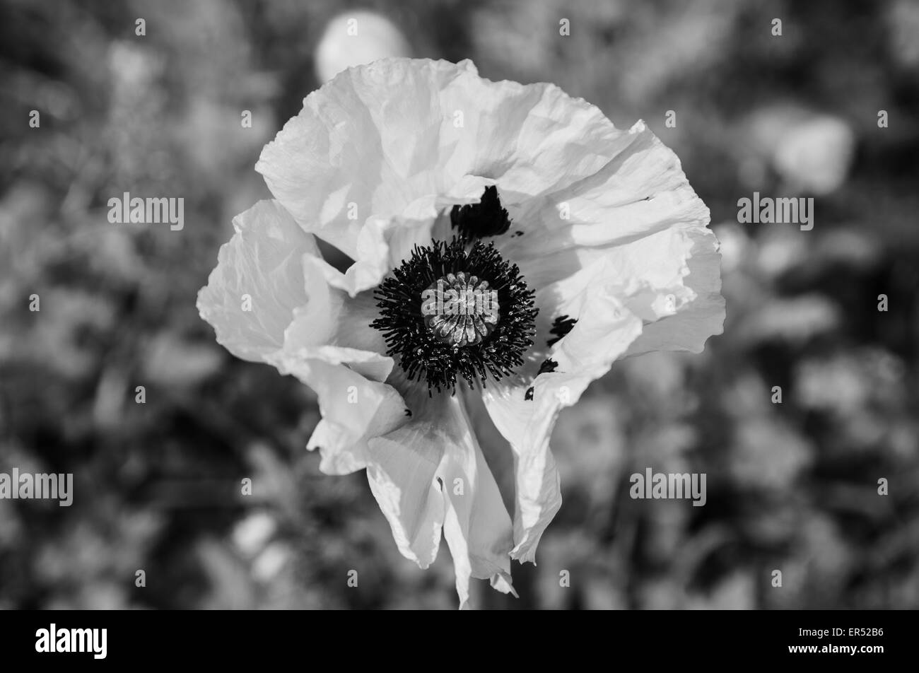 Opium poppy Black and White Stock Photos & Images - Alamy