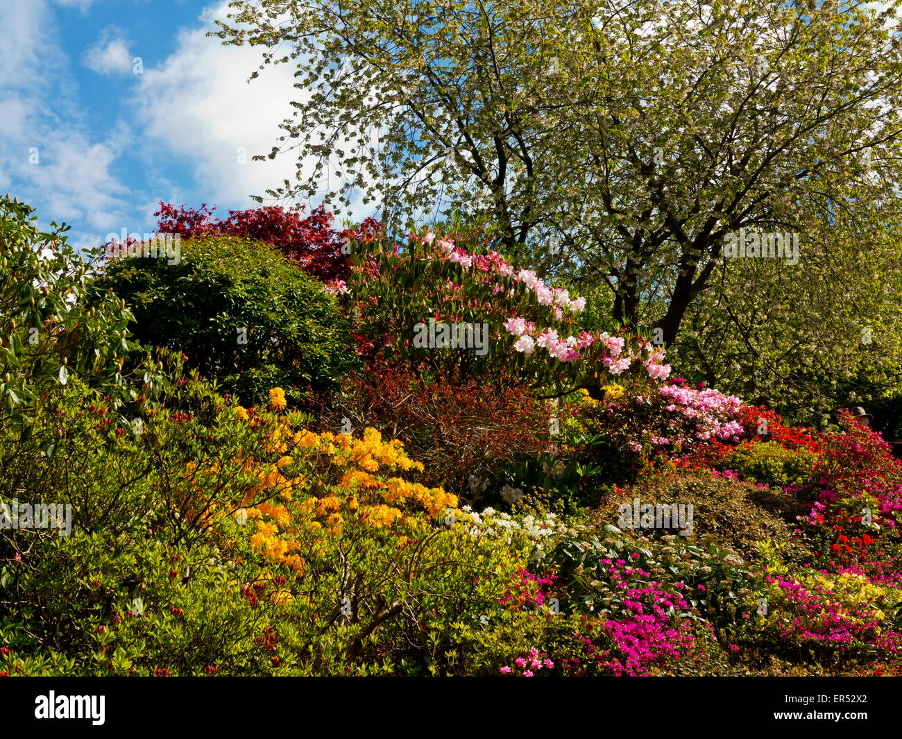 Rhododendrons in spring at Lea Gardens a popular tourist attraction near Matlock Derbyshire Dales Peak District England UK Stock Photo