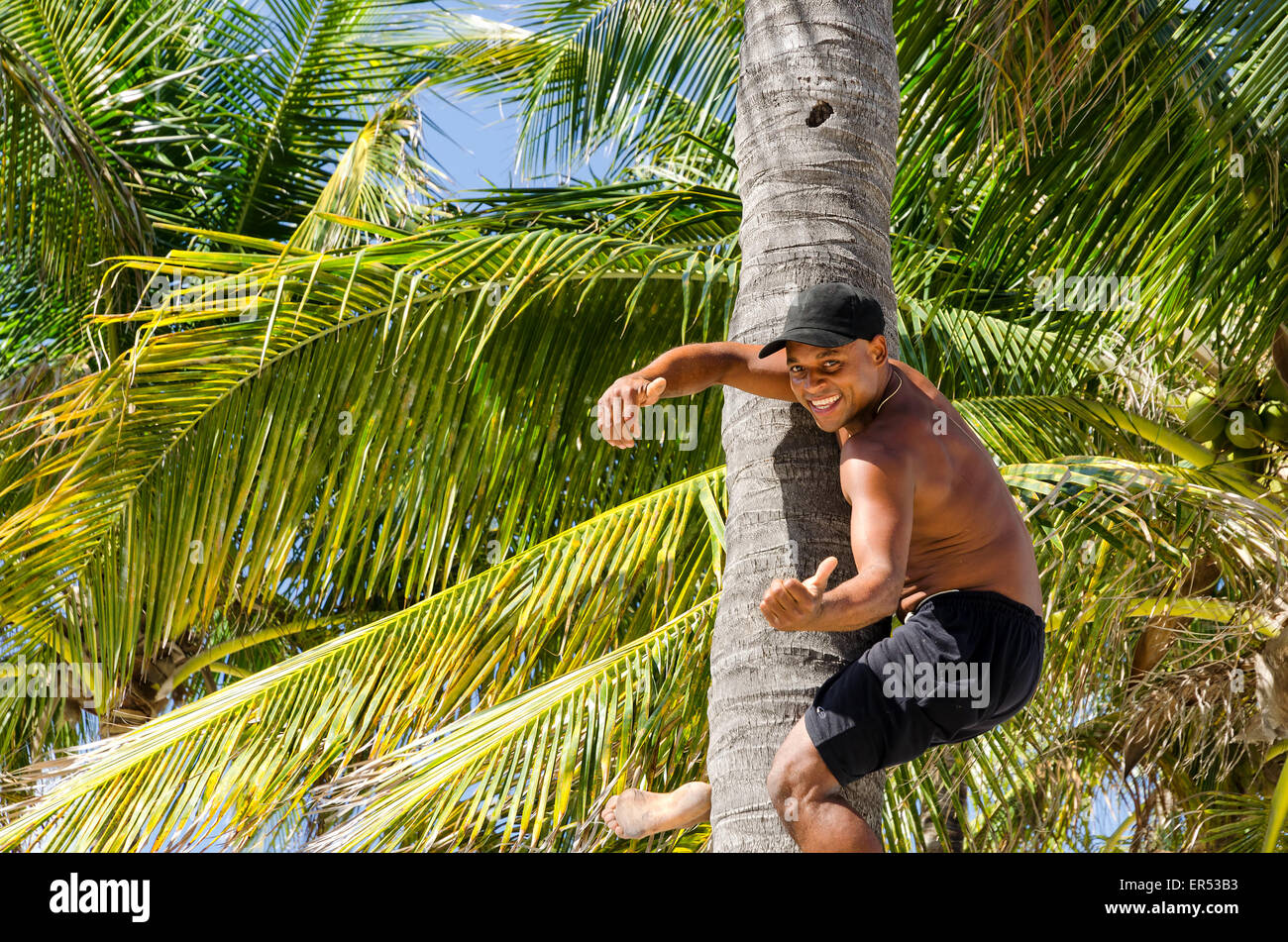 Miami beach, Florida man climbing coconut tree Stock Photo