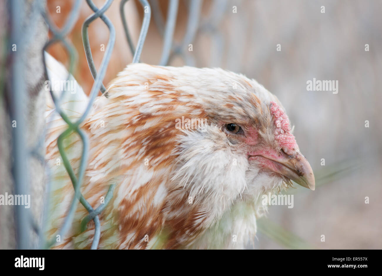 A chicken pokes its head through a fence. Stock Photo