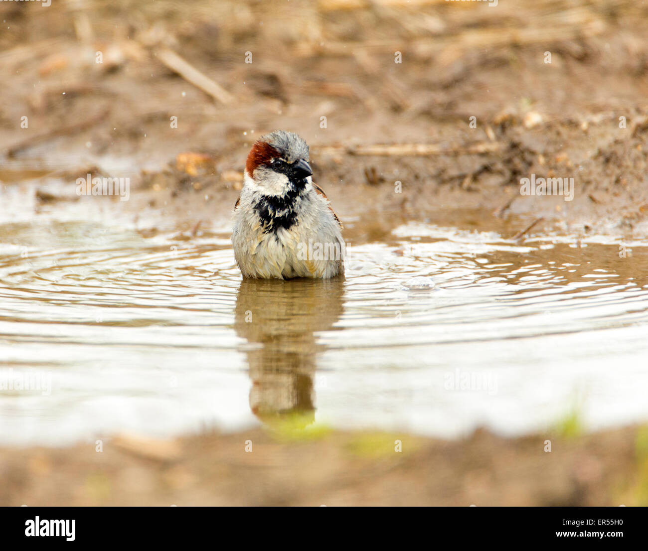 House sparrow (Passer domesticus) bathing in farmyard rainwater pool. Moineau domestique.   Haussperling.  Gorrión Común. ハウススパロウ。 Stock Photo