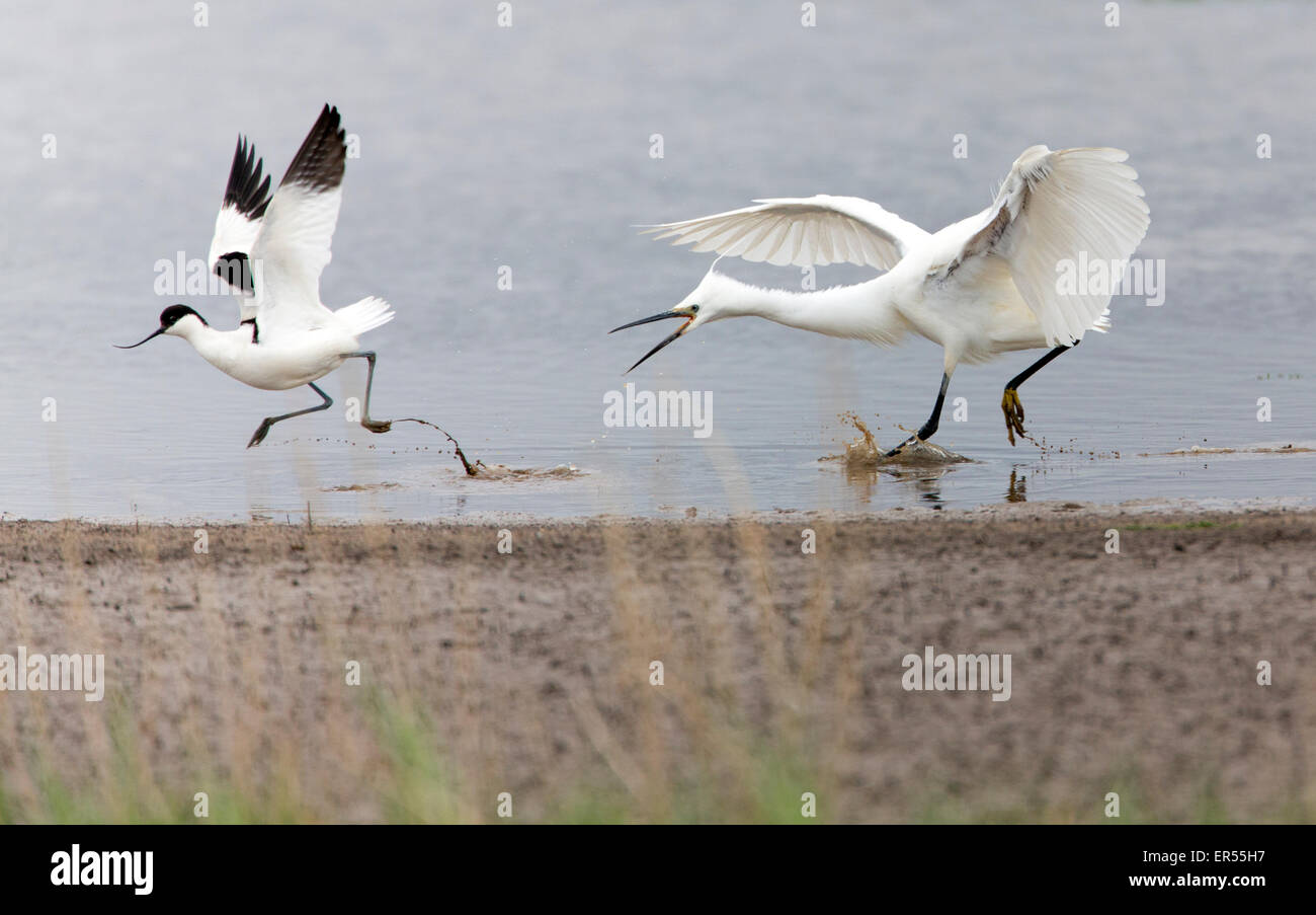 Aggressive behaviour of little egret Egretta garzetta chasing an avocet  Recurvirostra avosetta. Aigrette garzette. Seidenreiher. Garceta común Stock Photo