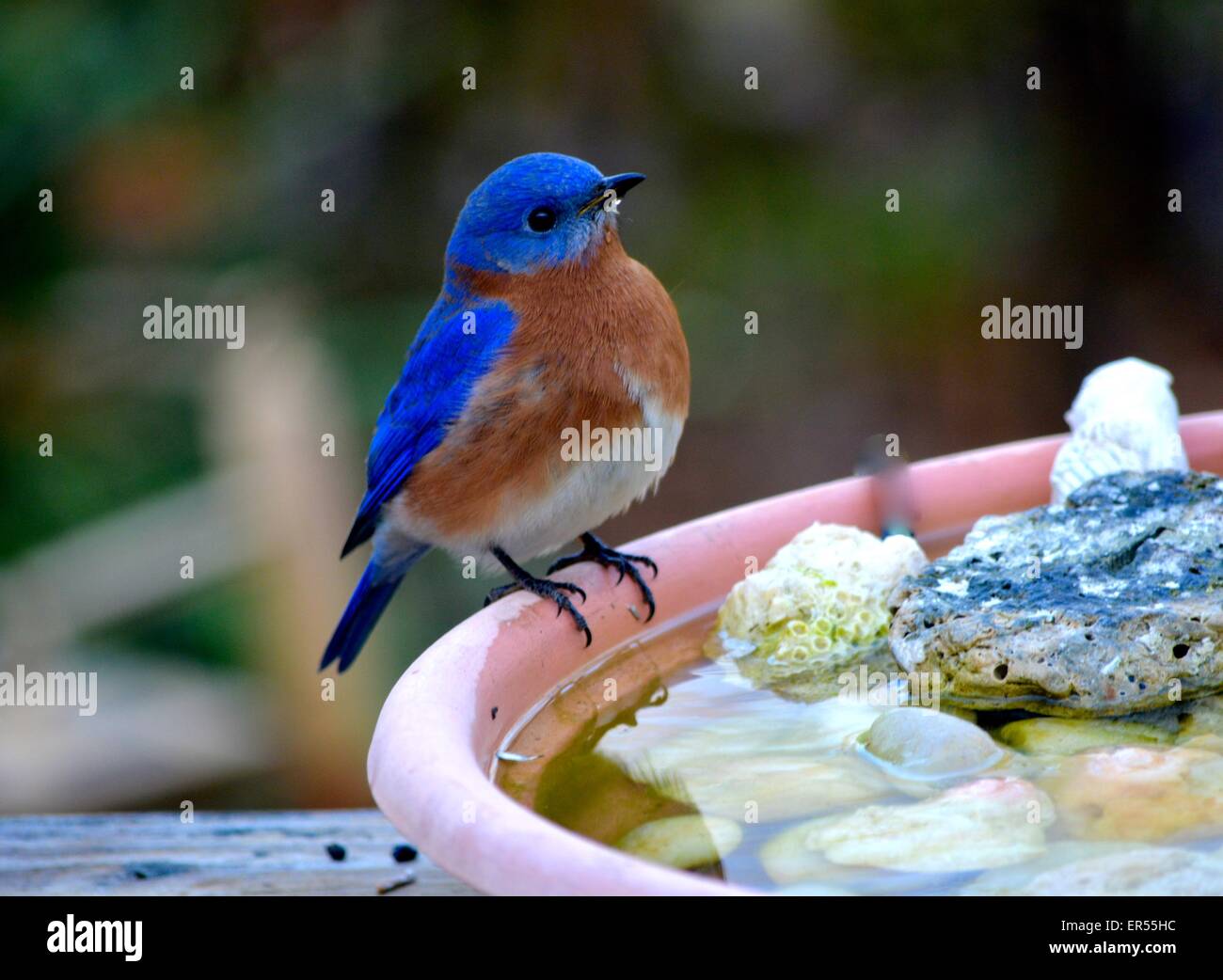 bluebird having a drink of water bluebirds,nature, wildlife Stock Photo