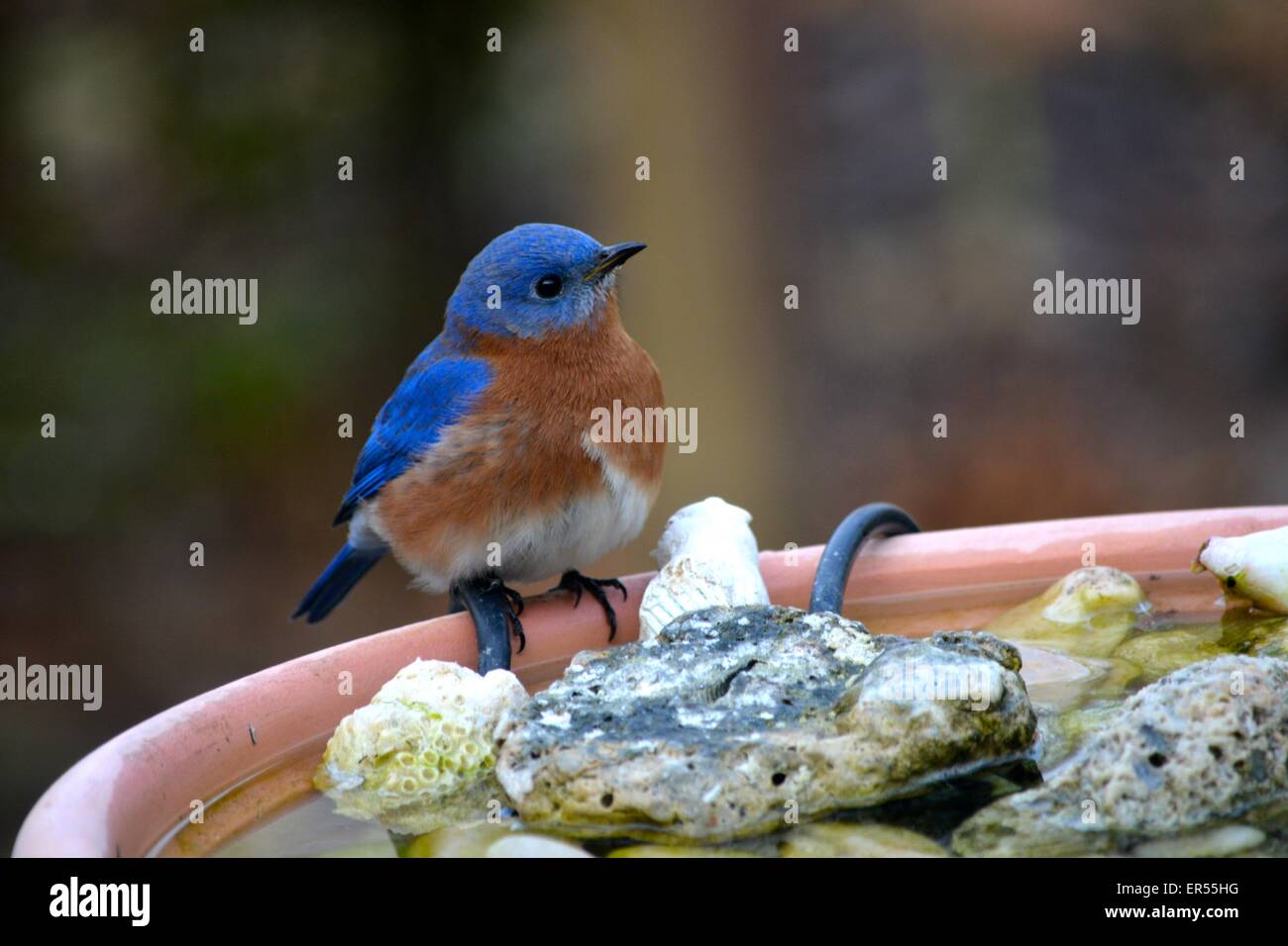 bluebird having a drink of water bluebirds,nature, wildlife Stock Photo