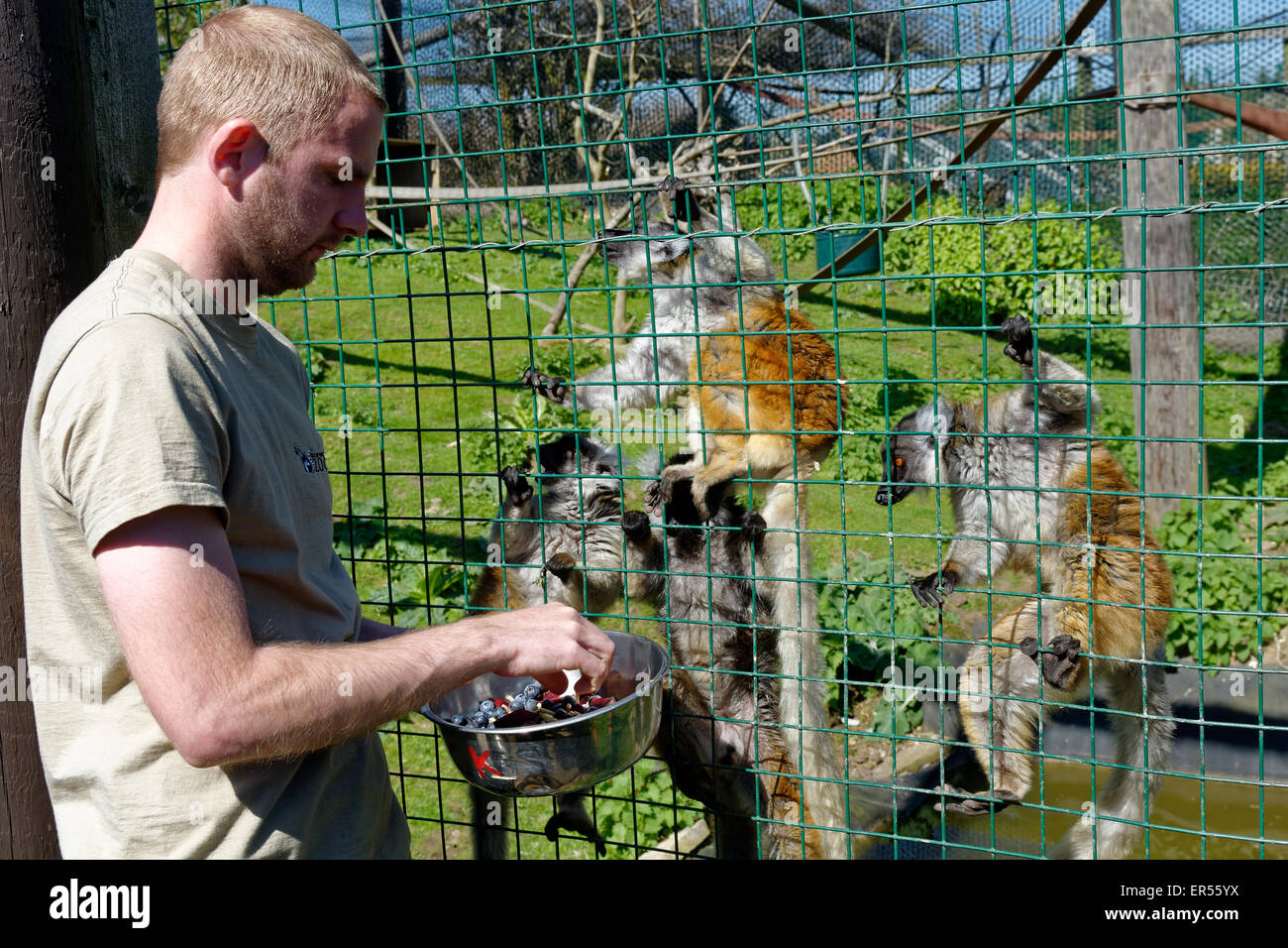 Zoo Keeper Feeding Lemurs, Sandown Zoo, Sandown, Isle of Wight, England, UK, GB. Stock Photo