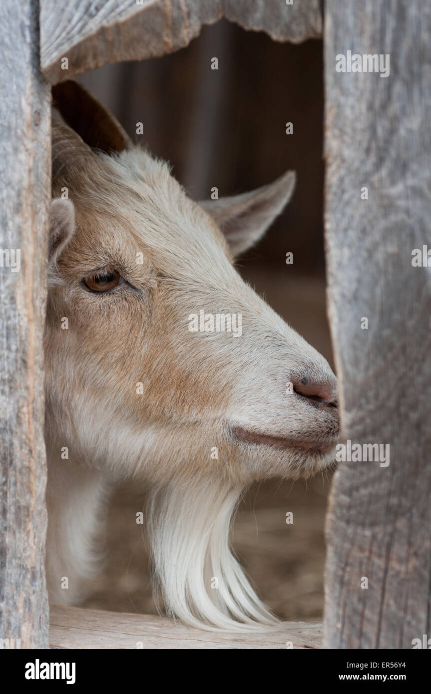 A goat looks through a hole in a barn wall Stock Photo - Alamy