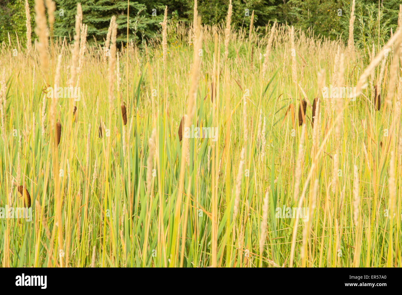 Cattails, Typha latifolia, growing among grasses in a marshy area near