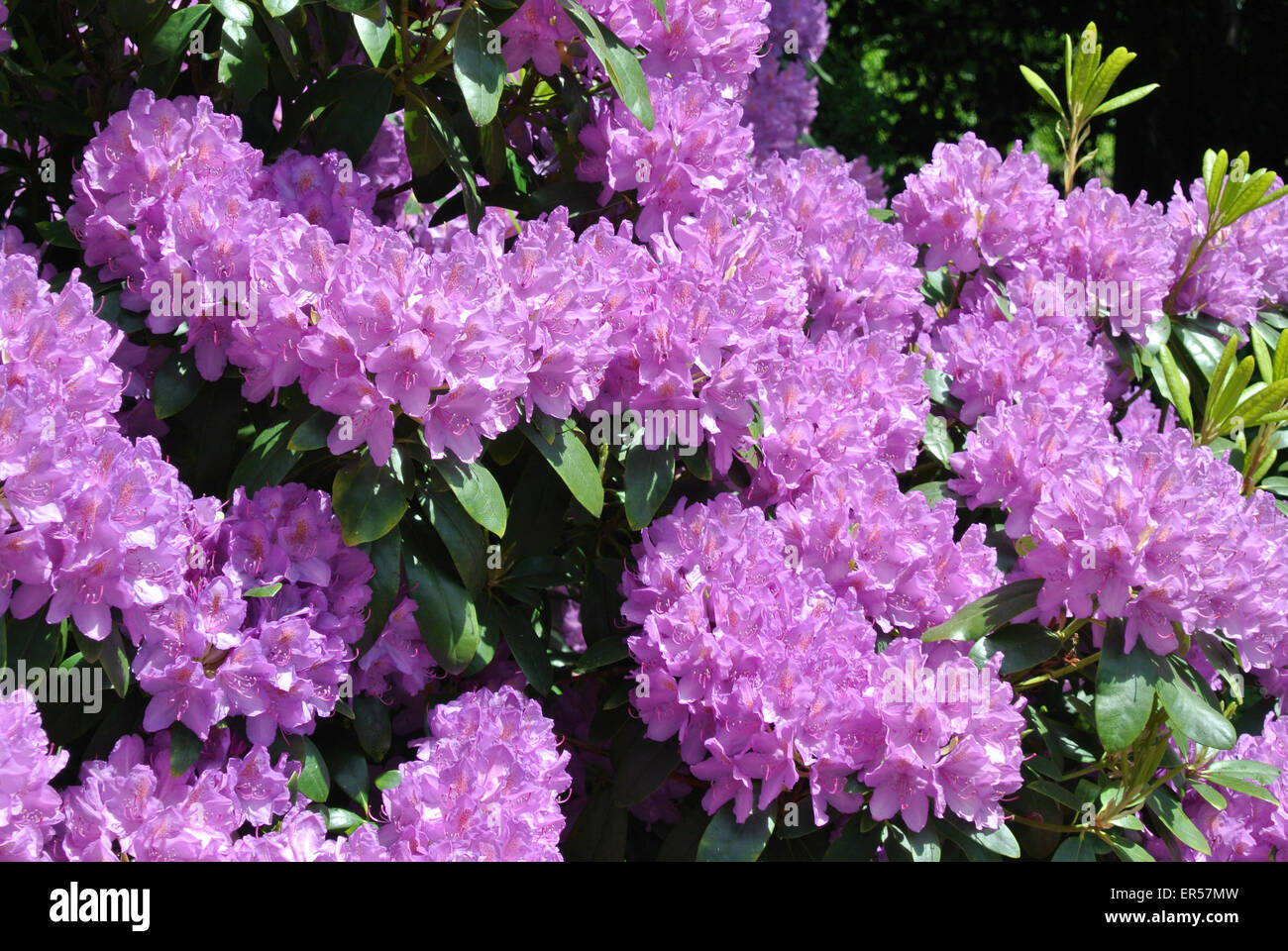 Purple rhododendron Stock Photo