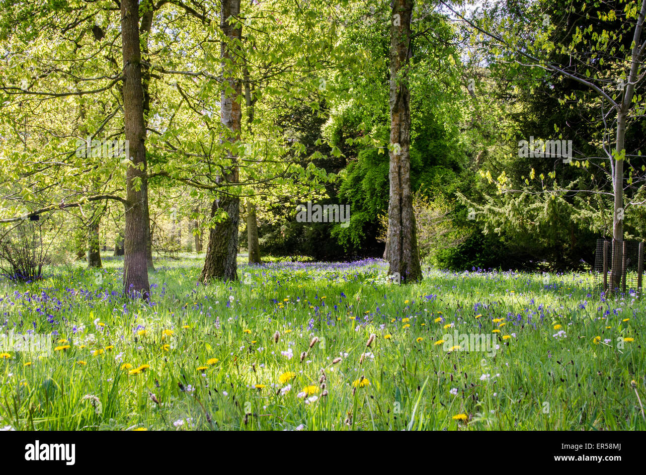 Woodland glade hires stock photography and images Alamy