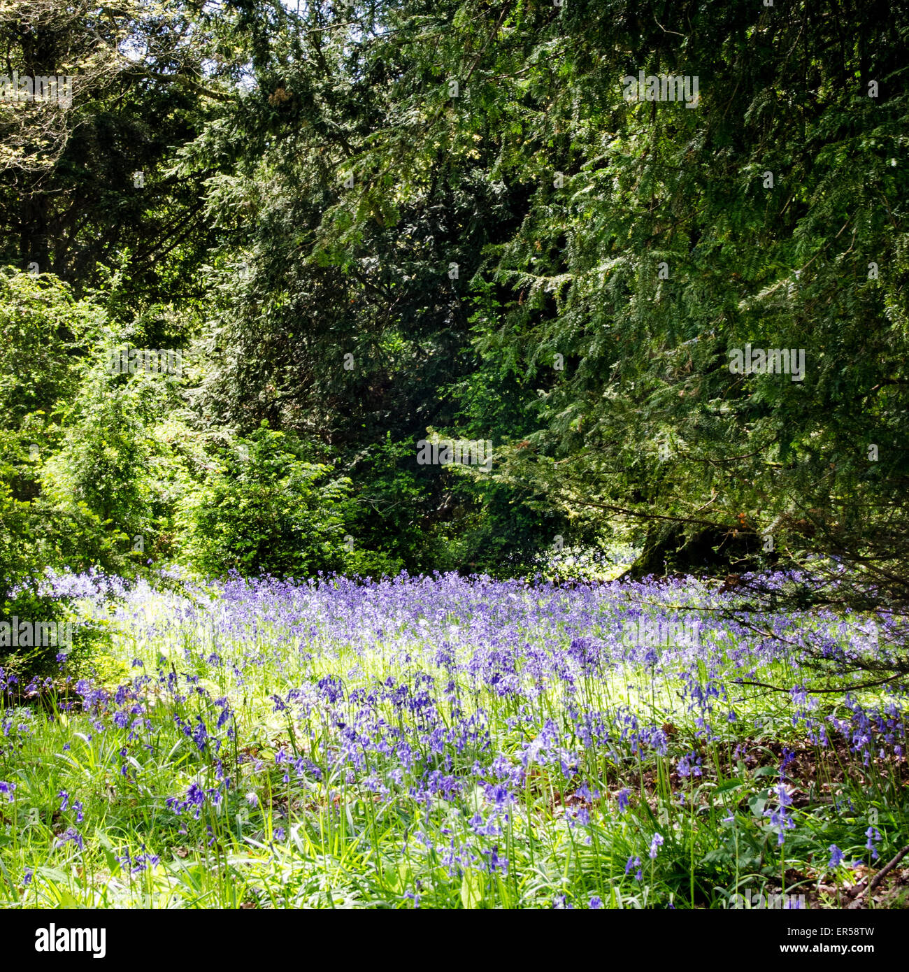 Bluebells and woodland glade at Westonbirt Arboretum Stock Photo