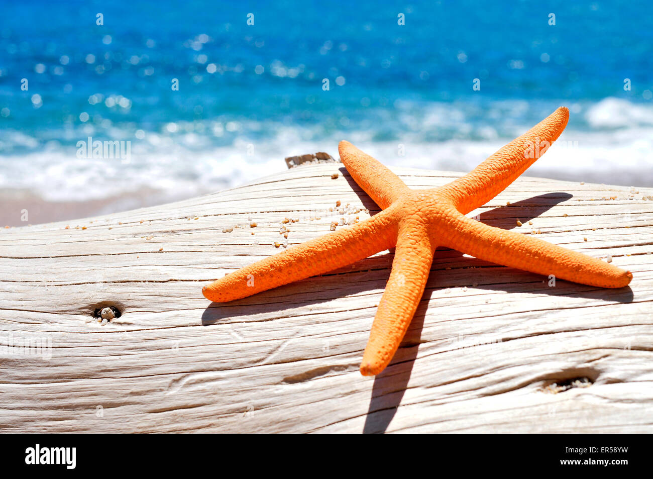 closeup of an orange seastar on an old washed-out tree trunk in the beach, with a bright blue sea in the background Stock Photo