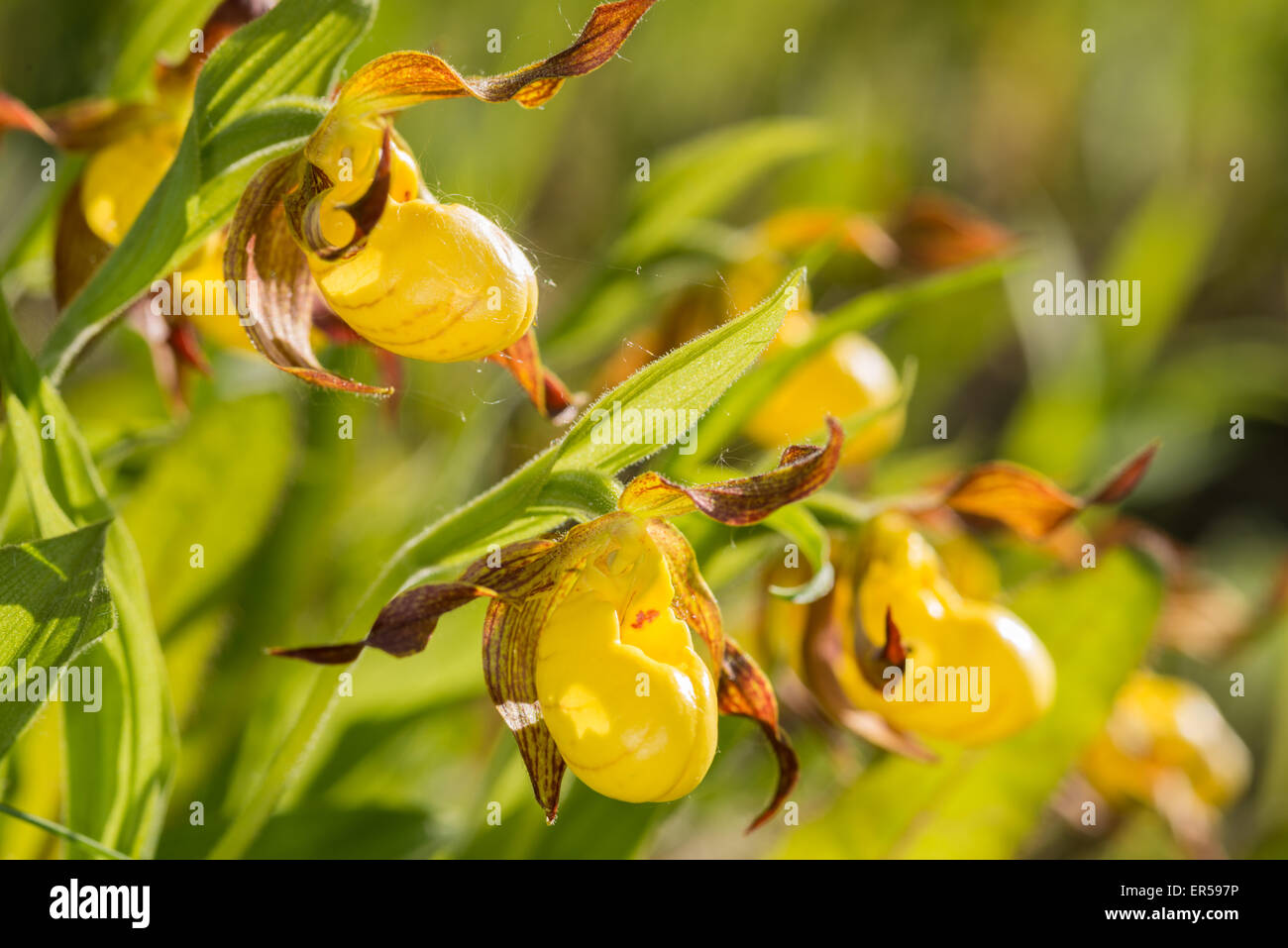 A cluster of yellow lady's-slipper orchids, Cypripedium calceolus, in the early morning sunshine, Wagner Bog Natural Area. Stock Photo