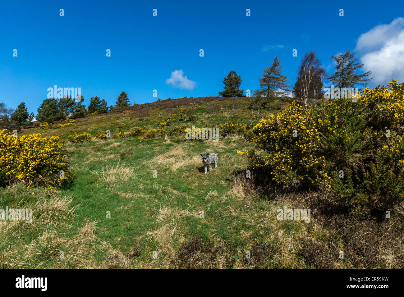 Barmekin Hill, Scotland, United Kingdom Stock Photo - Alamy