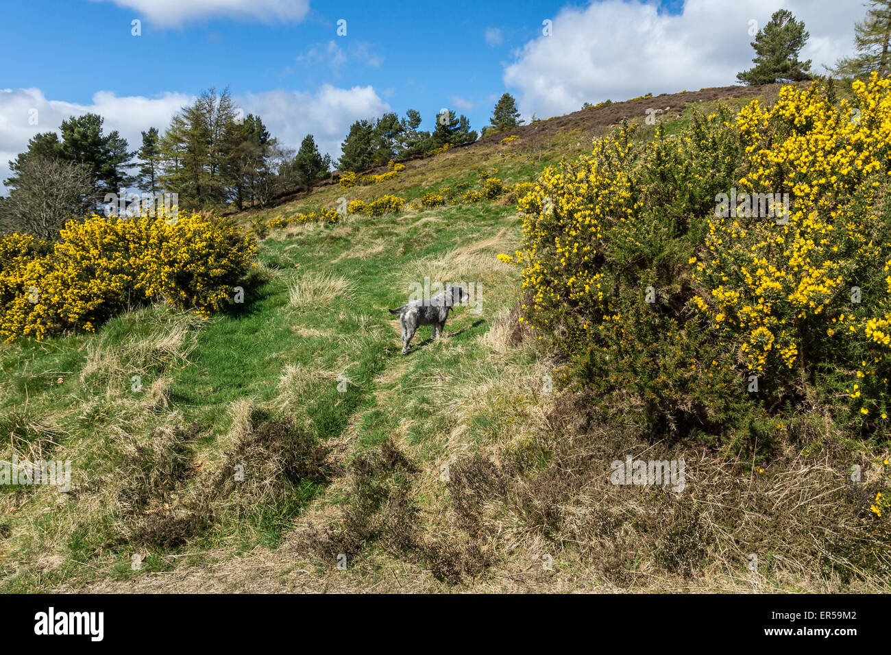 Barmekin High Resolution Stock Photography and Images - Alamy
