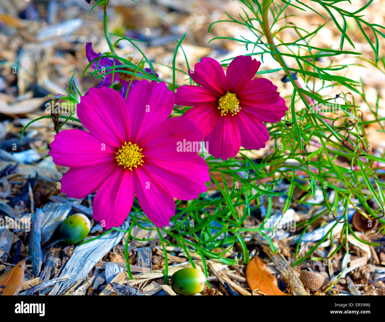 Purple cosmos flowers hires stock photography and images Alamy