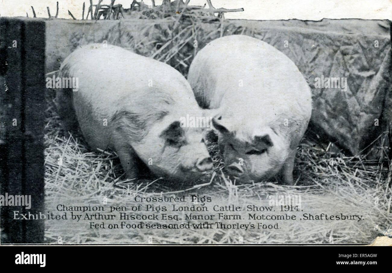 Champion Crossbred Pigs at London Cattle Show, From Manor Farm ...