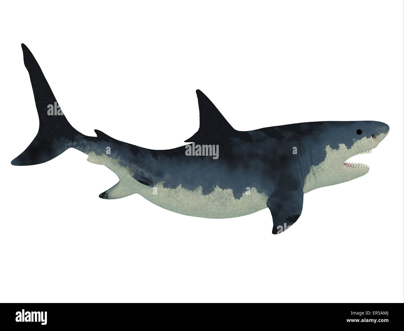 Megalodon size hi-res stock photography and images - Alamy