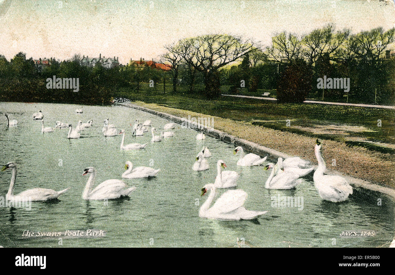 The Swans, Poole Park, Dorset Stock Photo Alamy