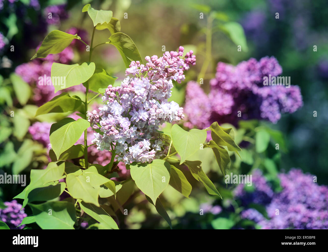 Beautiful spring flowers lilac photographed close up Stock Photo - Alamy
