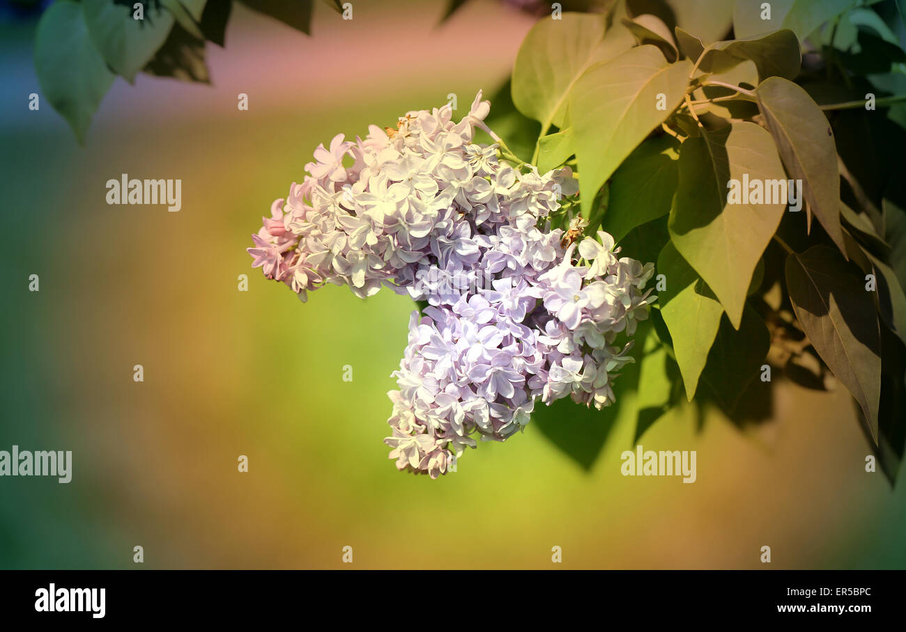 Beautiful spring flowers hi-res stock photography and images - Alamy