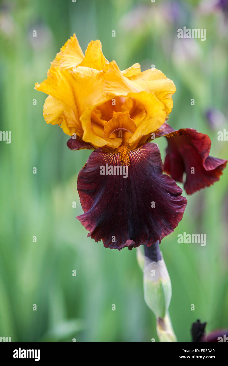Tall bearded Iris flower Barbata Elatior 'Supreme Sultan' bronze yellow ...