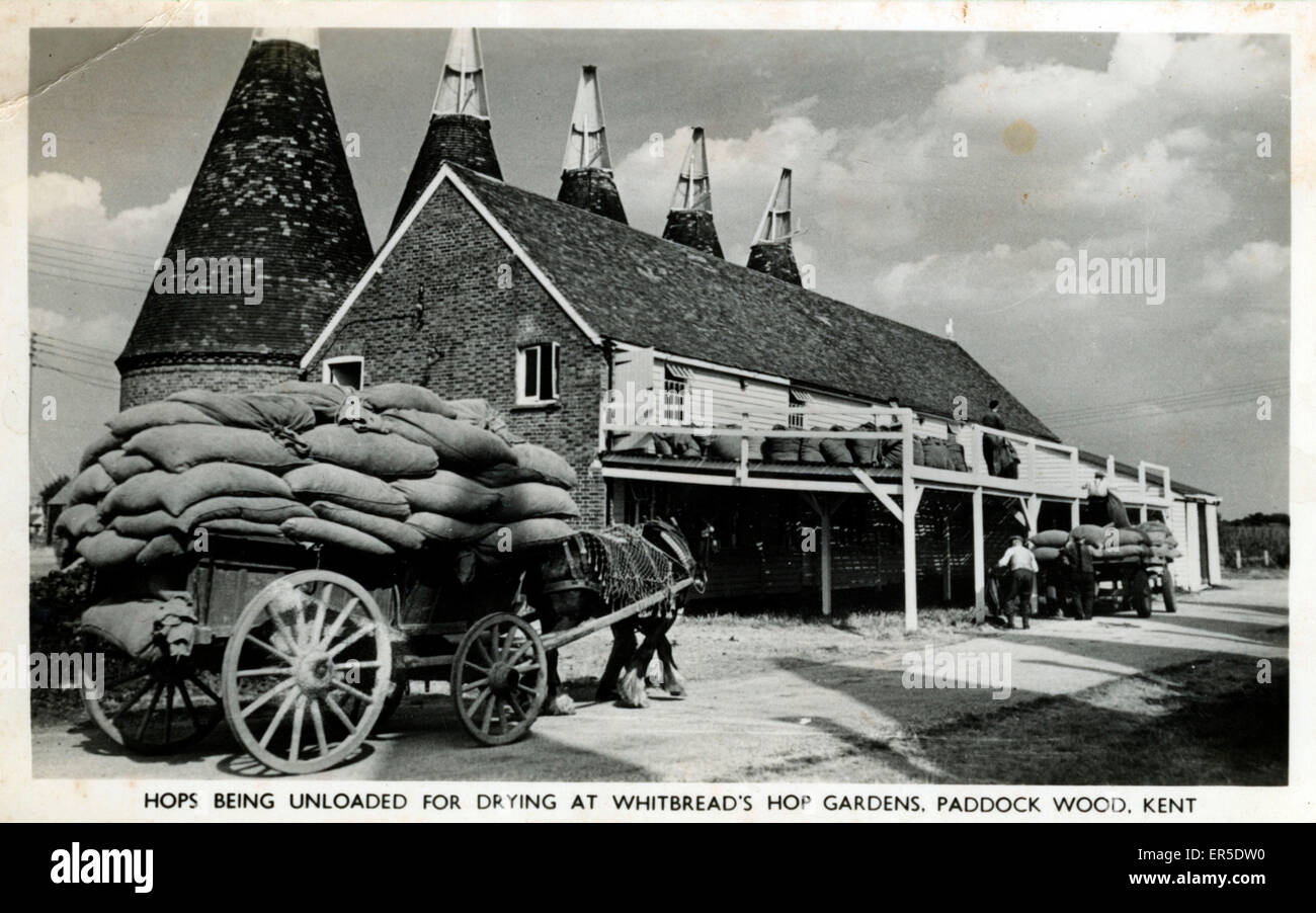 Oast House Hop Gardens, Paddock Wood, Tonbridge, near Tunbridge Wells, Kent, England. For