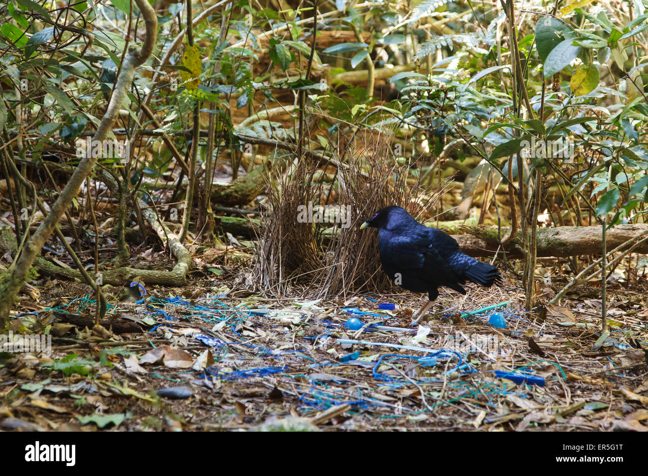Oreillys Rainforest Retreat Hi Res Stock Photography And Images Alamy