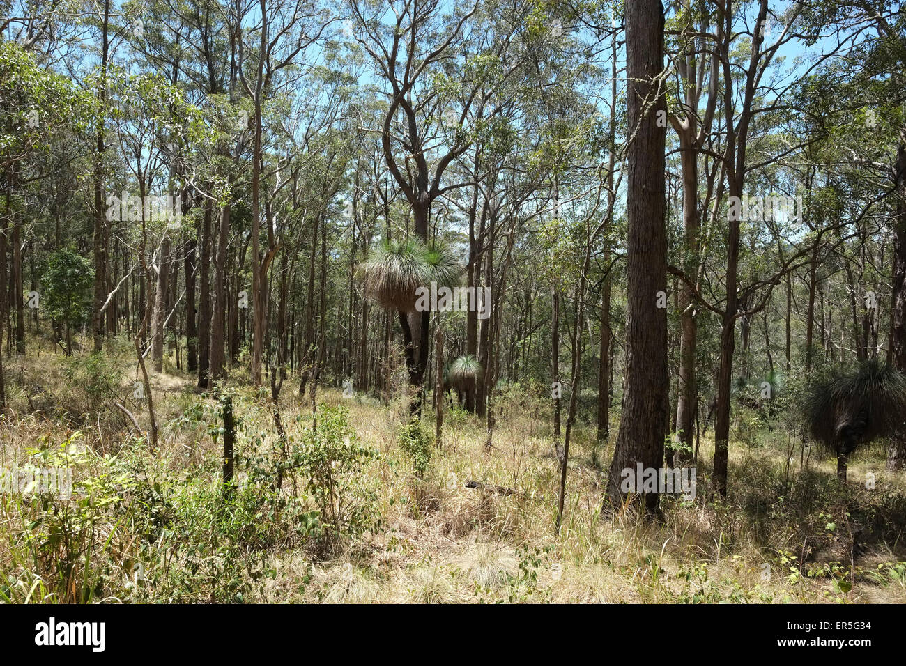 On Duck Creek Road Grass Trees Stock Photo Alamy