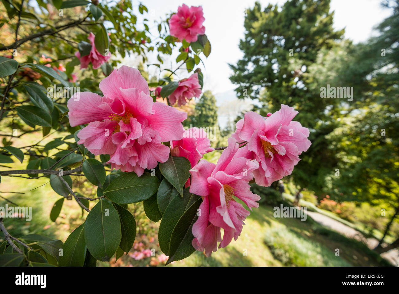 Camellia, Camellia japonica in Villa Carlotta gardens, Tremezzo, Lake Como, Lago di Como, Province of Como, Lombardy, Italy Stock Photo