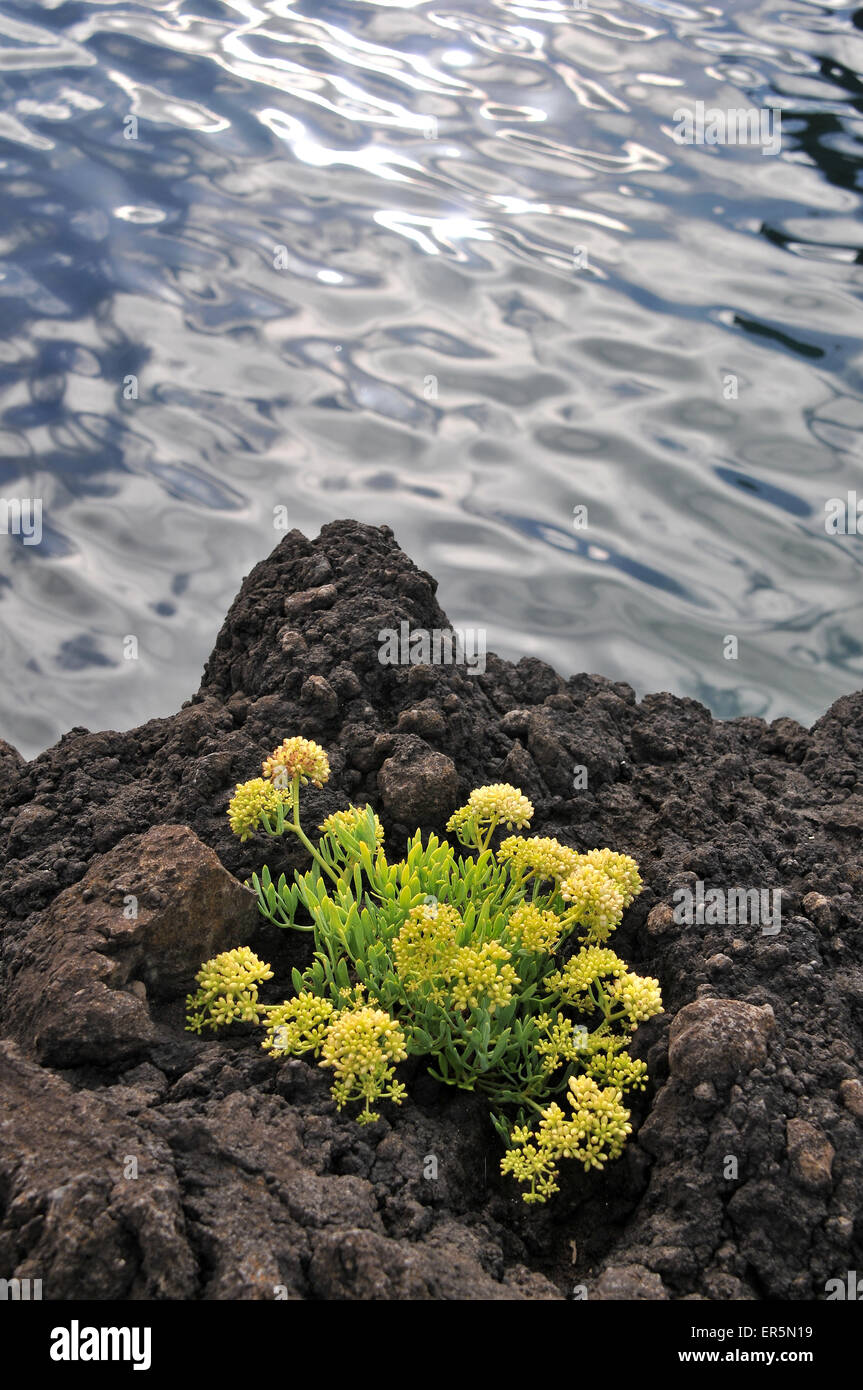 Lava flower hires stock photography and images Alamy