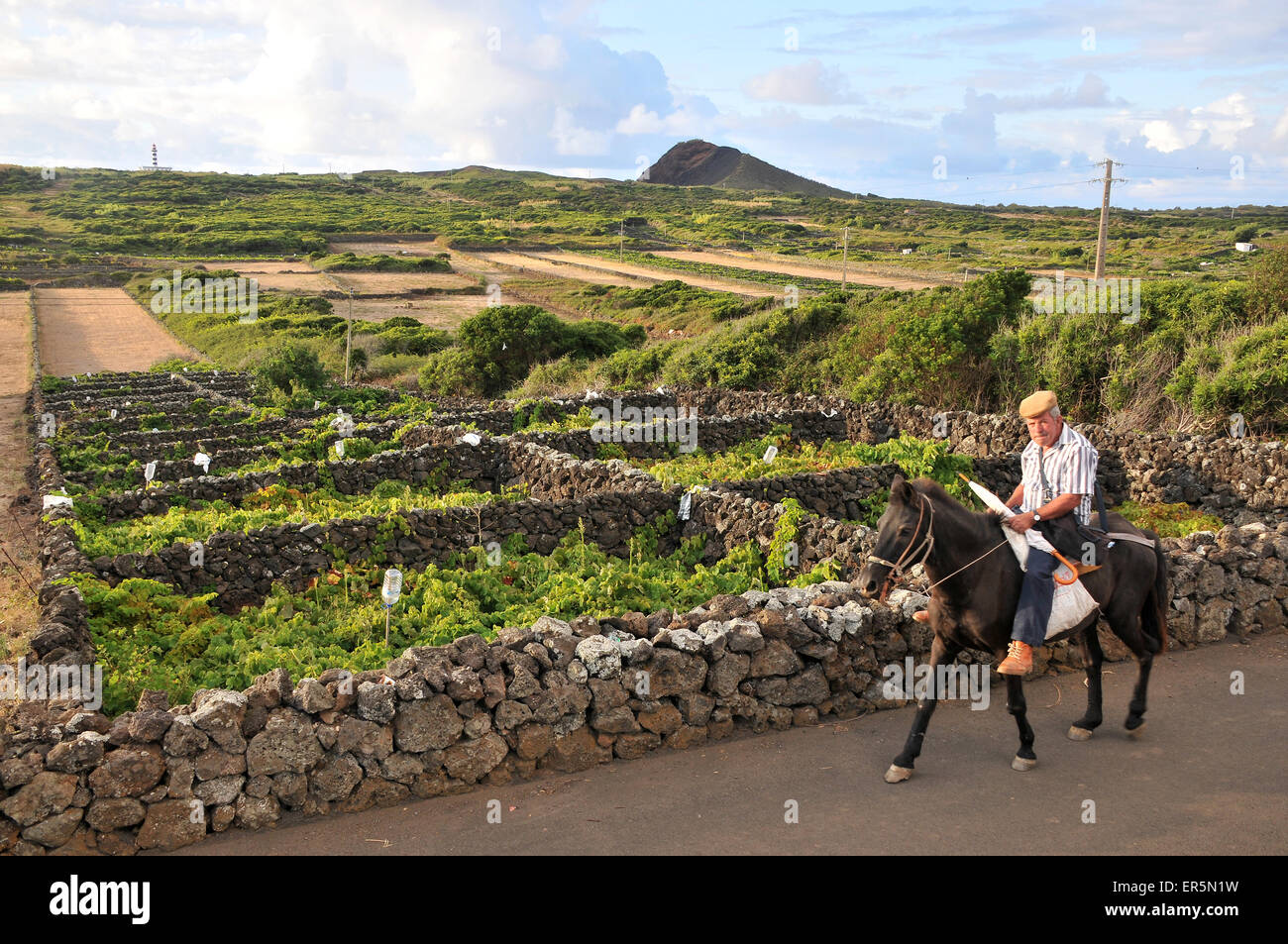 Agriculture in the azores hires stock photography and images Alamy