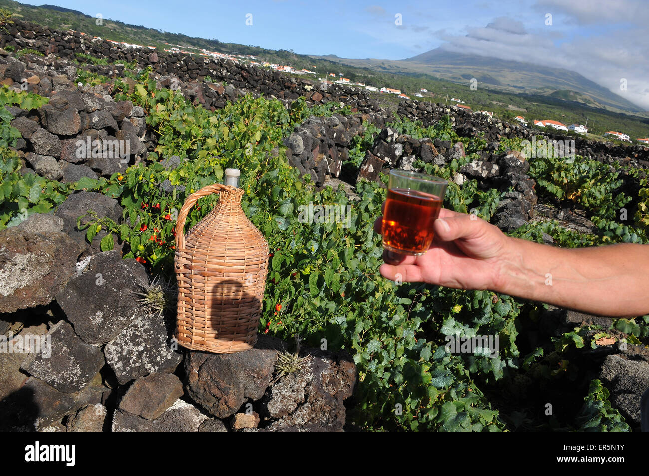 Viniculture at the southwest coast with Pico vulcano in the background, Ponta do Pico, Island of Pico, Azores, Portugal Stock Photo