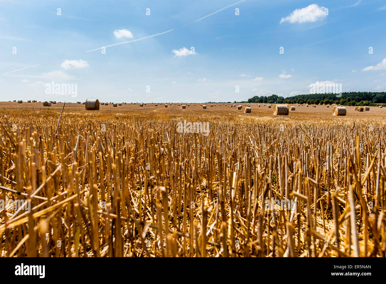 Grain field in western hi-res stock photography and images - Alamy