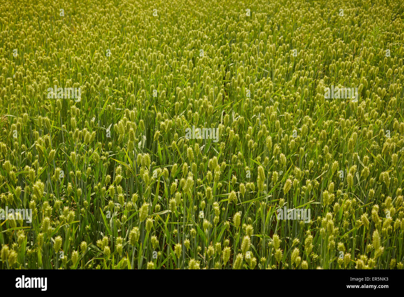 field of wheat, Lancaster County, Pennsylvania, USA Stock Photo