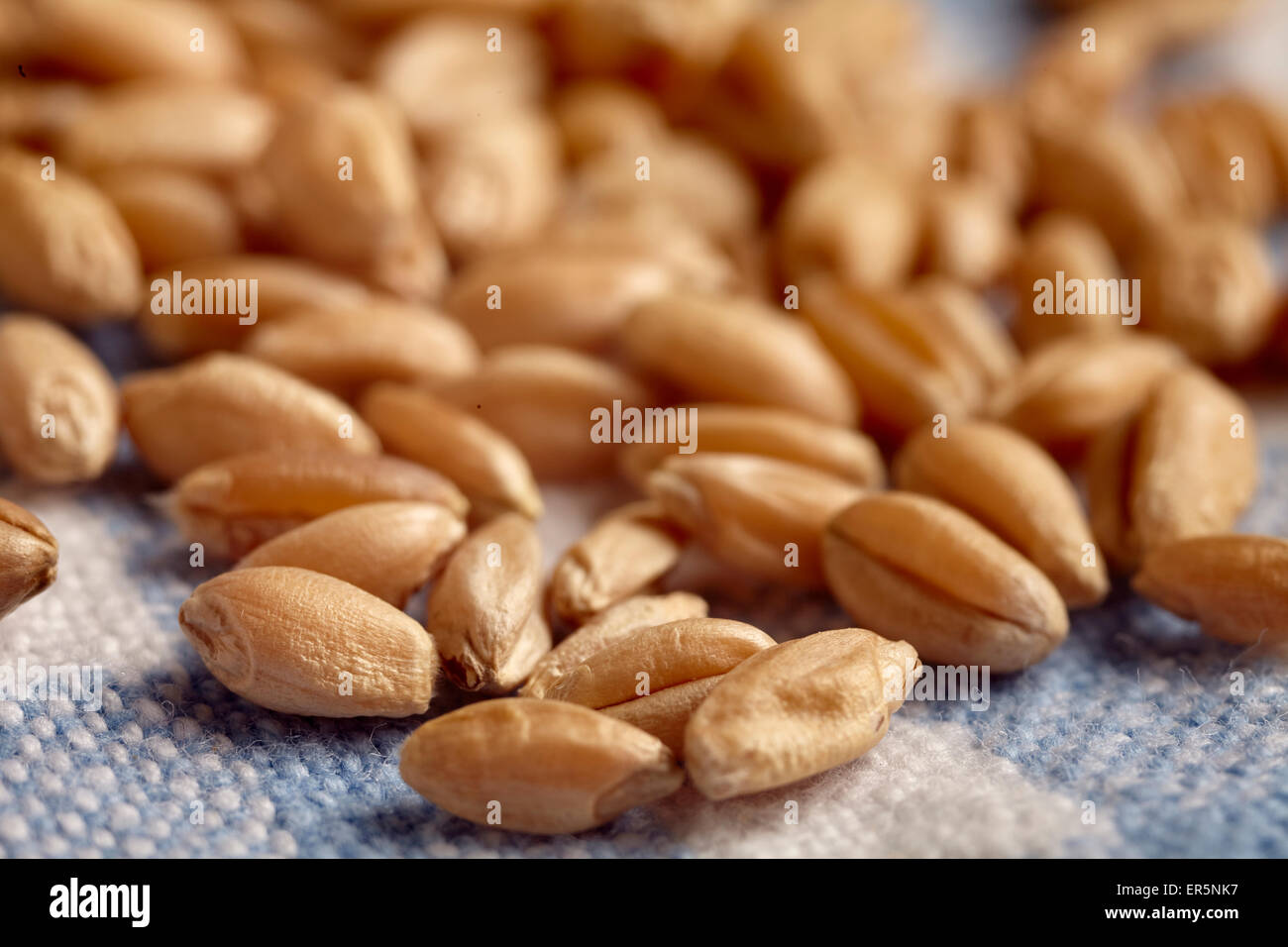 whole wheat berries Stock Photo Alamy
