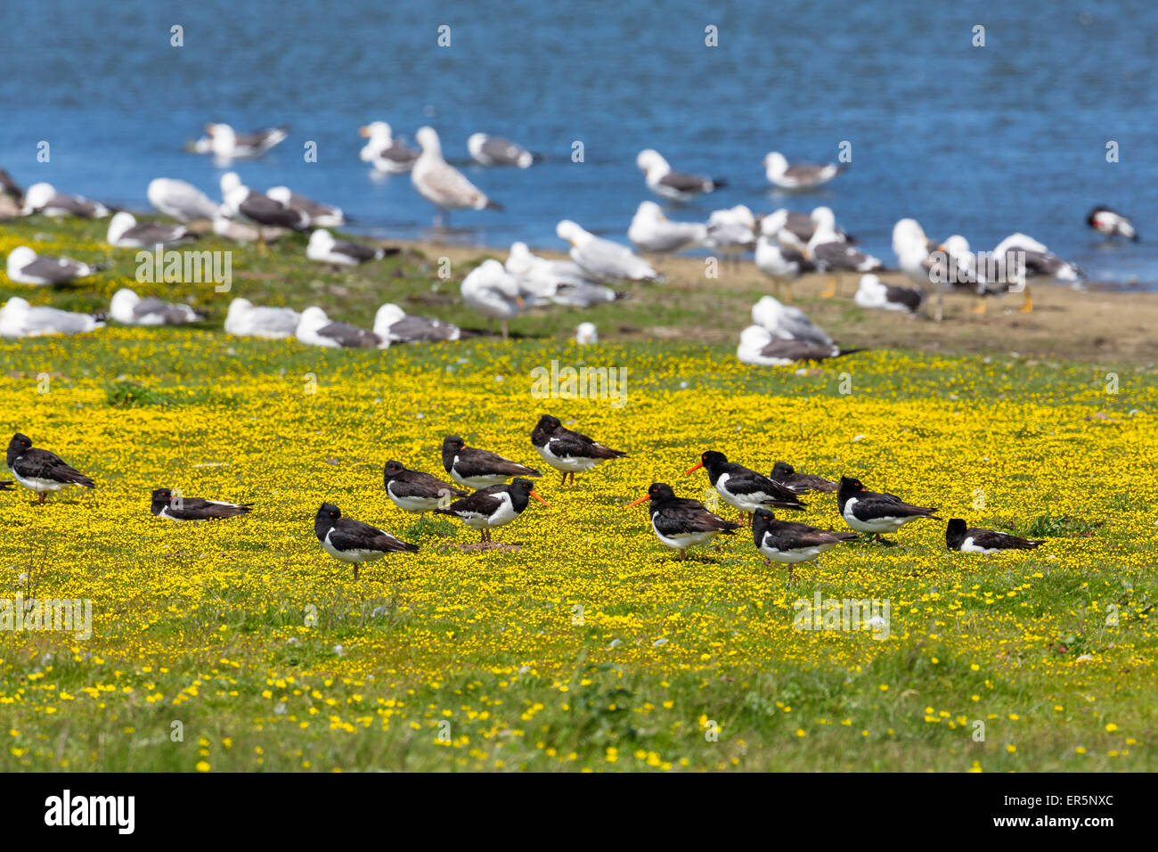 Oystercatchers, Haematopus ostralegus and Herring Gulls, Larus argentatus at lake Schloppsee, Langeoog Island, National Park, Un Stock Photo