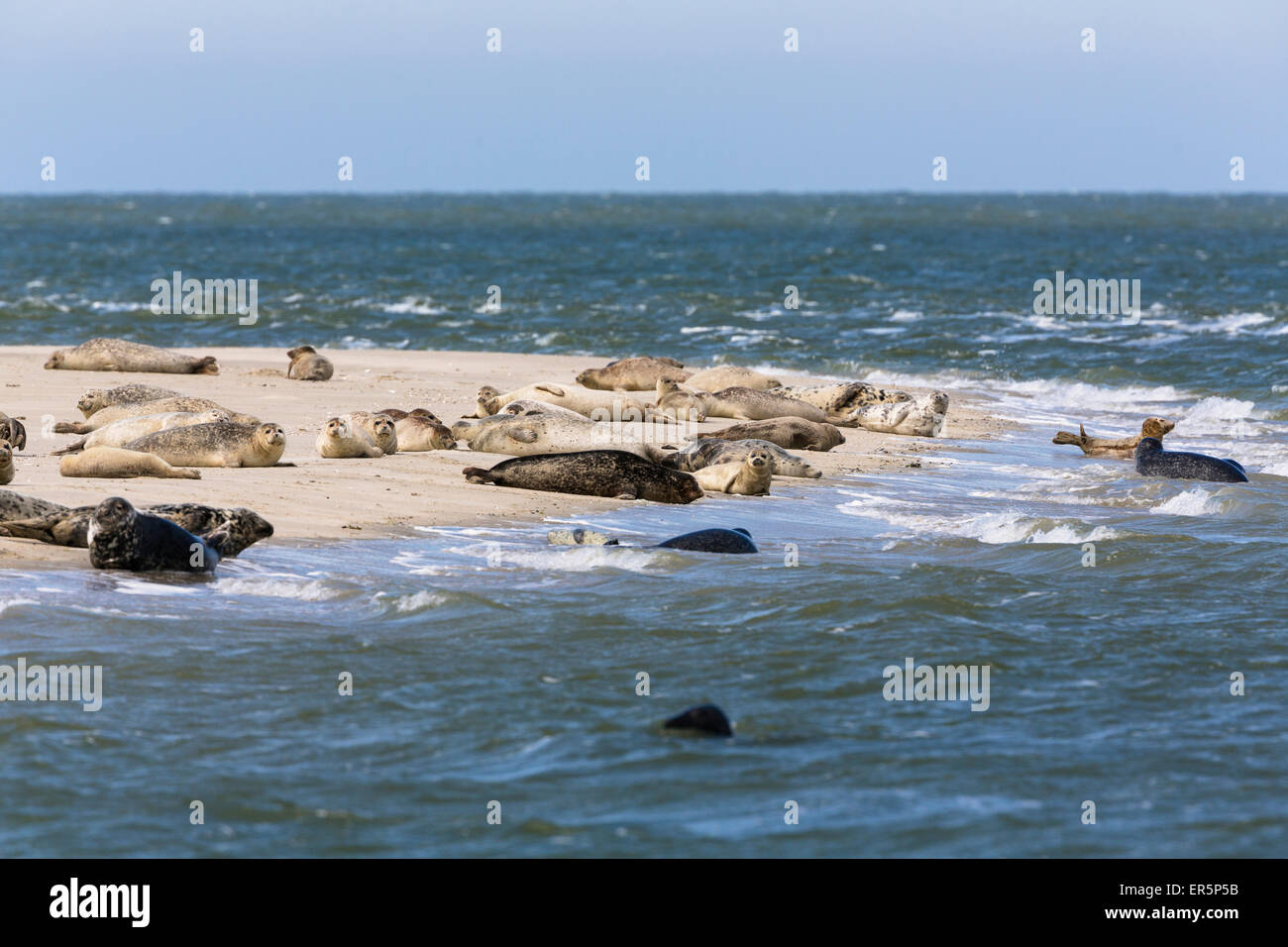 Common Seals and Grey Seals resting on mud-flats, Phoca vitulina, Halichoerus grypus, National Park, Unesco World Heritage Site, Stock Photo