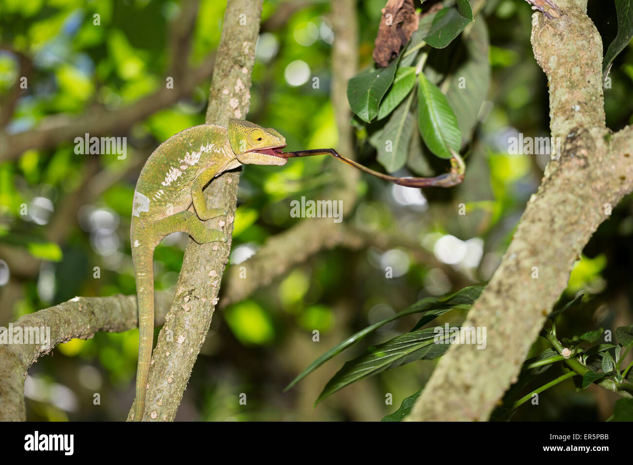 Panther Chameleon catching a cricket, Furcifer pardalis, Madagascar, Africa Stock Photo