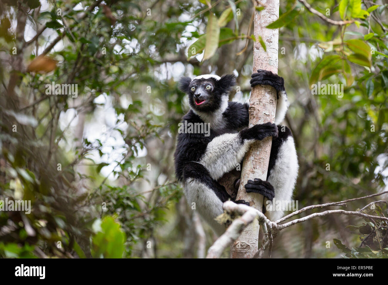 Indri climbing a tree, Indri indri, Rainforest, Andasibe Mantadia National Park, East-Madagascar, Madagascar, Africa Stock Photo