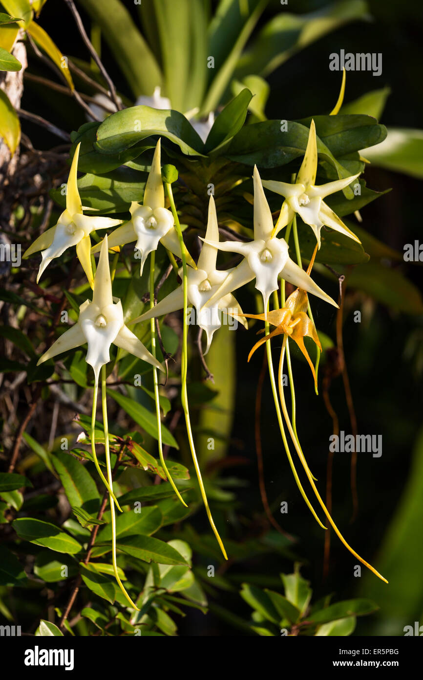 Orchid in rainforest, Star of Madagascar, Angraecum sesquipedale, East Madagascar, Madagascar, Africa Stock Photo