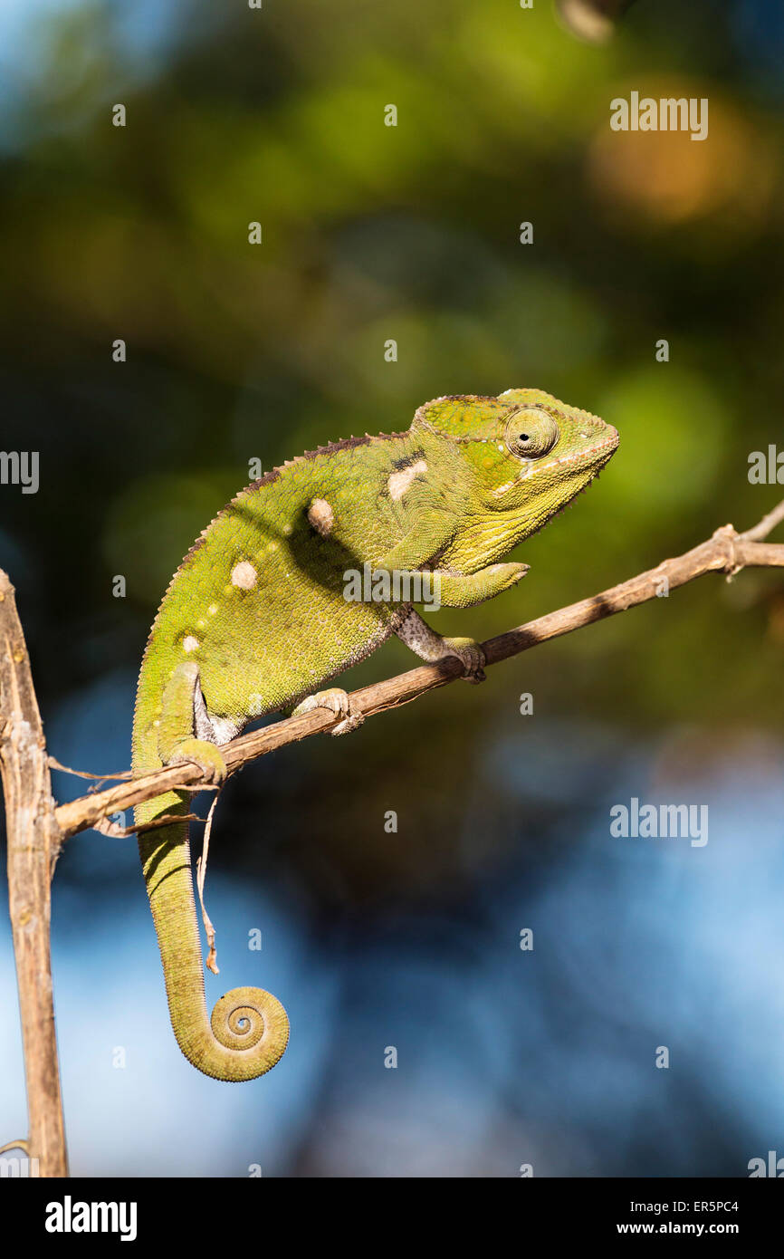Warty chameleon, Furcifer verrucosus, Isalo National Park, Madagascar, Africa Stock Photo