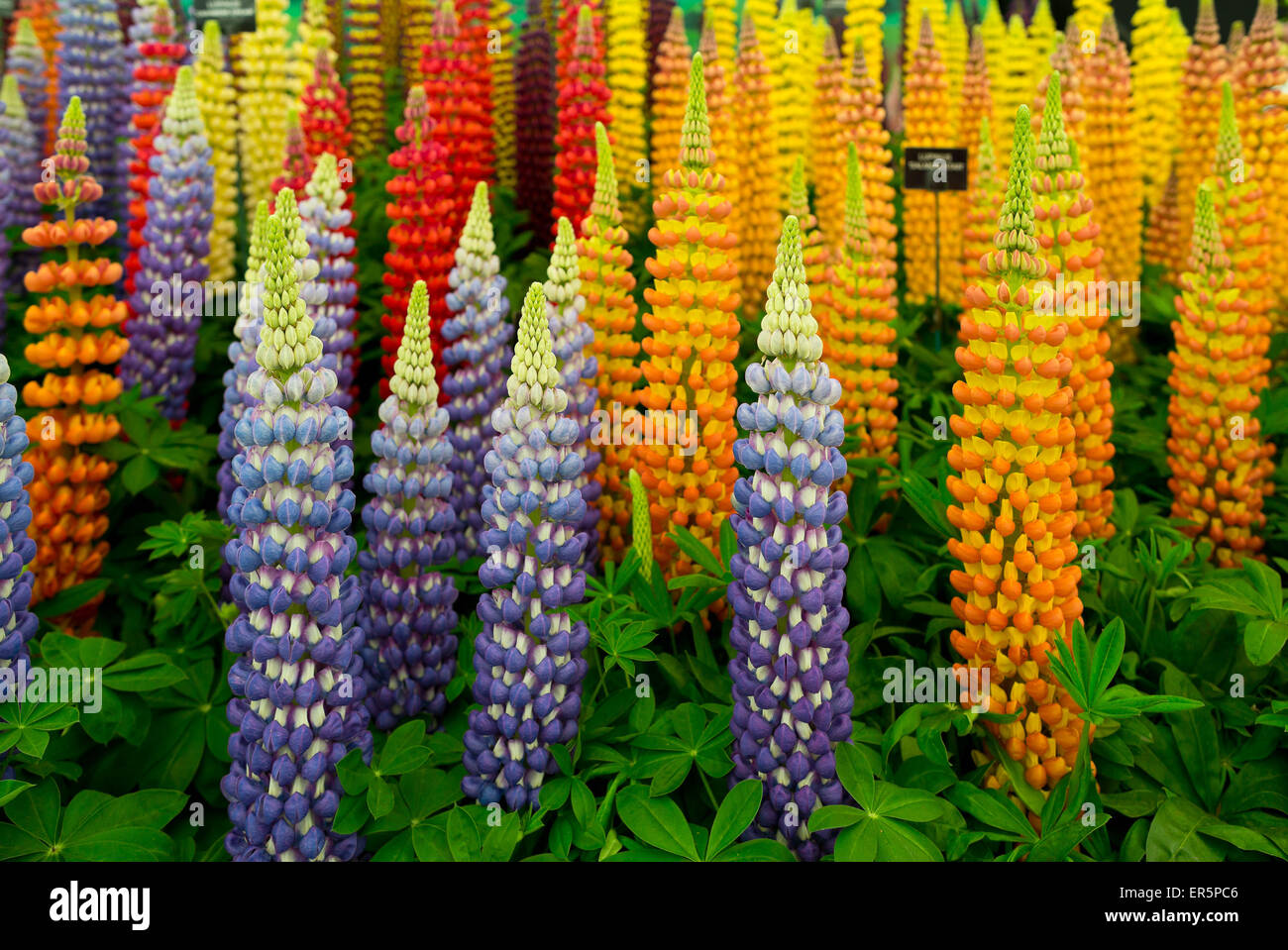 Lupinus (lupin, lupine) display at the Great Pavillon at the RHS Chelsea Flower Show 2015, Gold medal winner Stock Photo