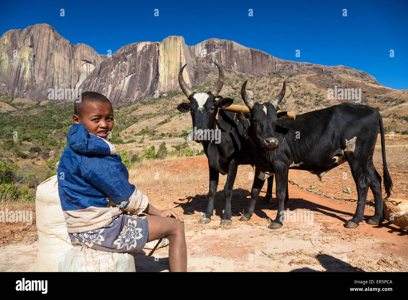 Boy with Zebus in front of the Tsaranoro Massif, highlands, South Madagascar, Africa Stock Photo