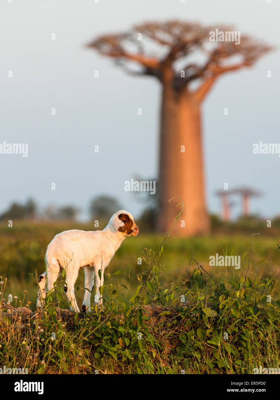 Lamb with baobab in the background, Morondava, Madagascar, Africa Stock Photo