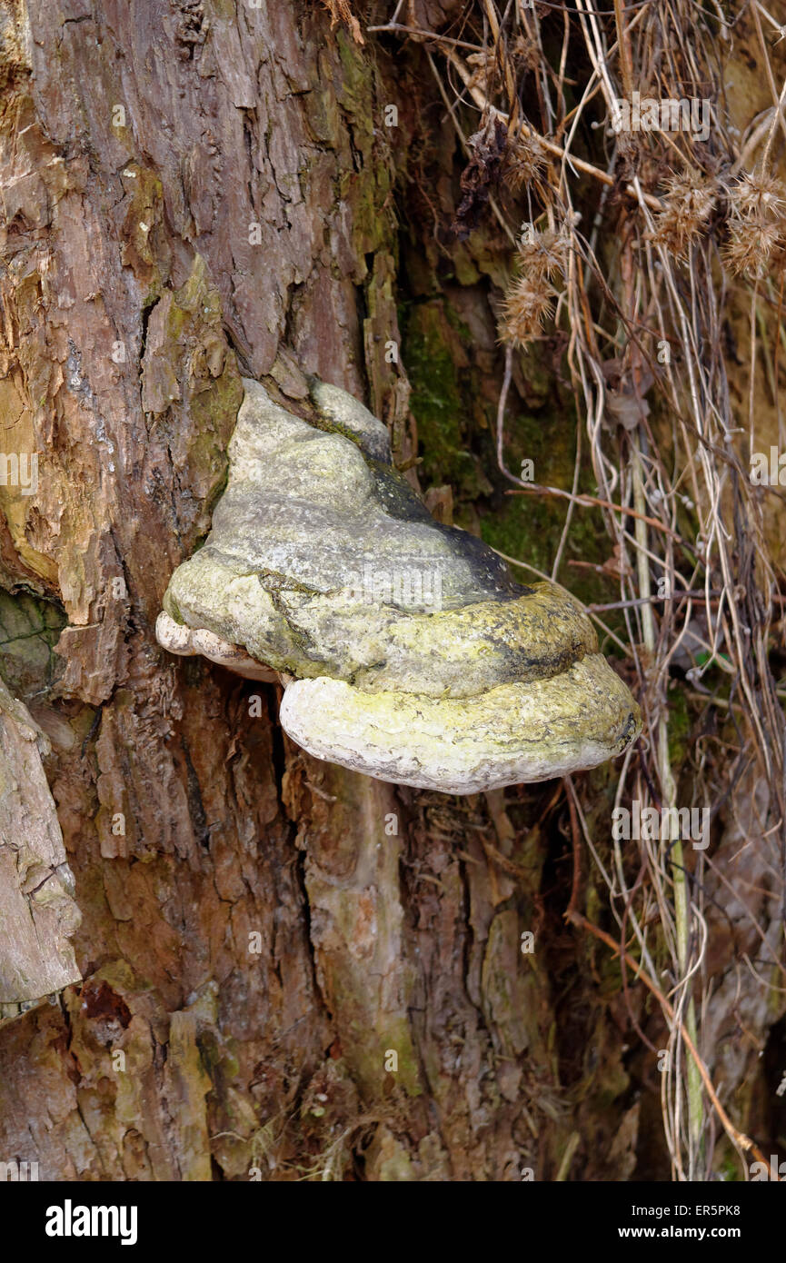 closeup of the polypore on a tree trunk Stock Photo