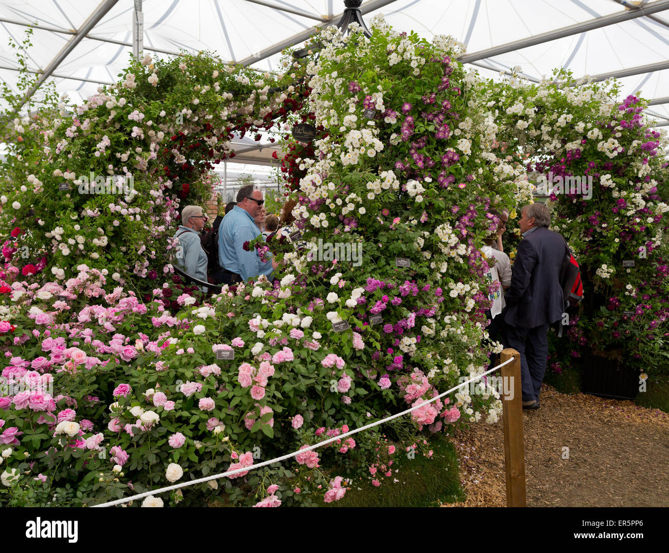 Pavillon Rose High Resolution Stock Photography and Images - Alamy