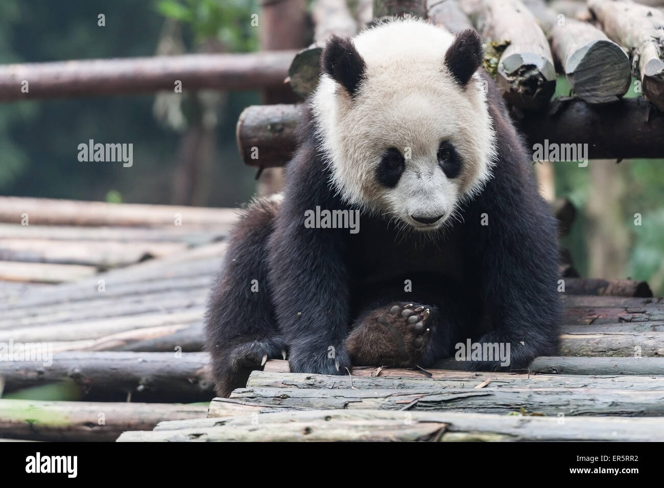 Panda in the jungle Stock Photo