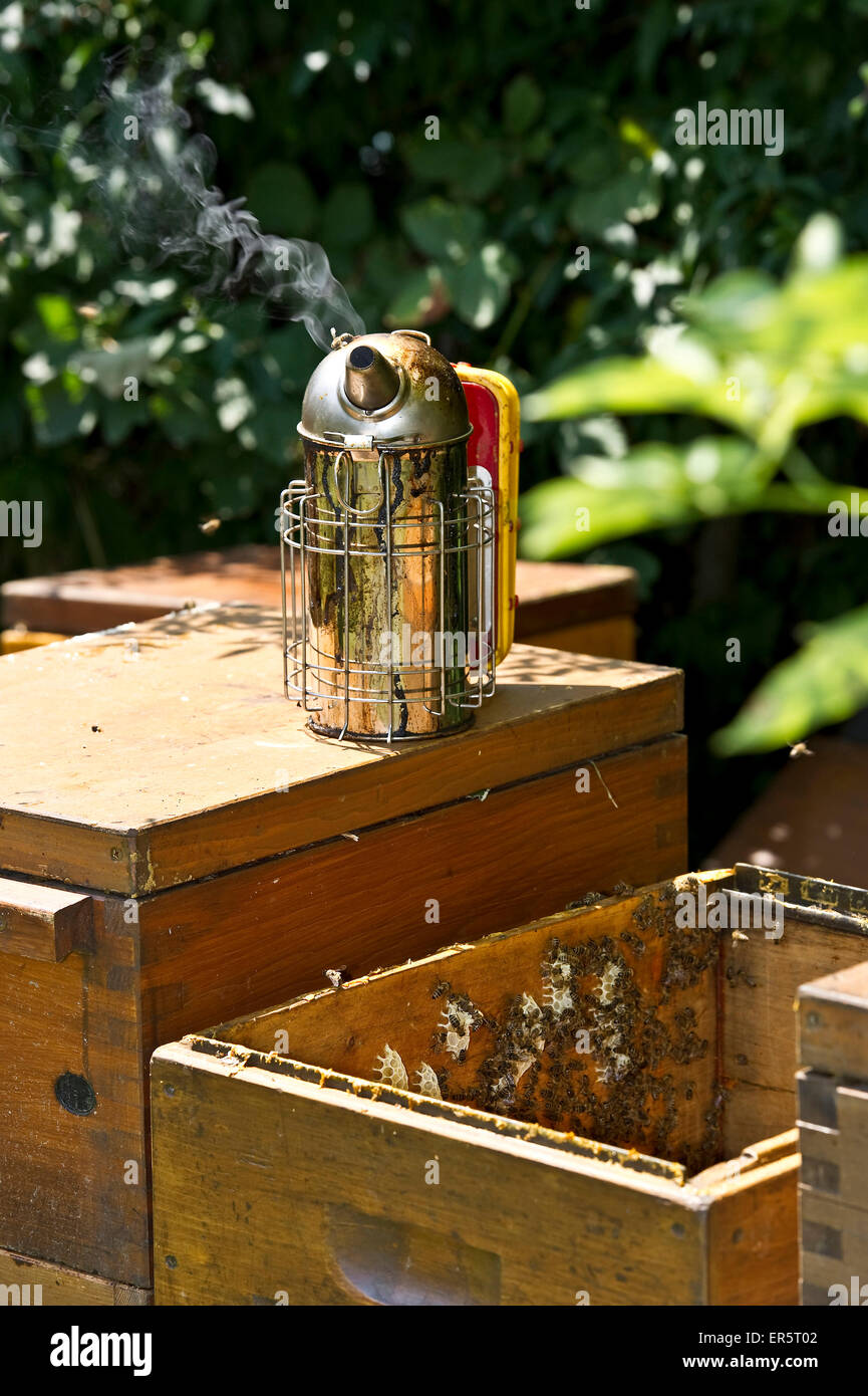 Wooden beehives with smoker, Freiburg im Breisgau, Black Forest, Baden-Wuerttemberg, Germany Stock Photo