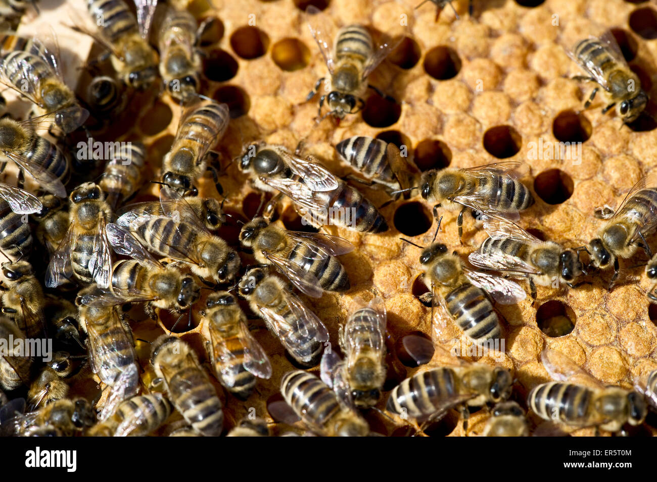 Queen bee and bees on honeycombs, Freiburg im Breisgau, Baden-Wuerttemberg, Germany Stock Photo