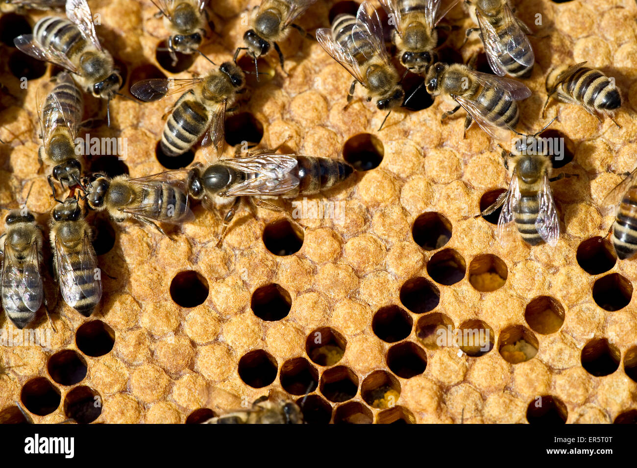 Queen bee and bees on honeycombs, Freiburg im Breisgau, Baden-Wuerttemberg, Germany Stock Photo